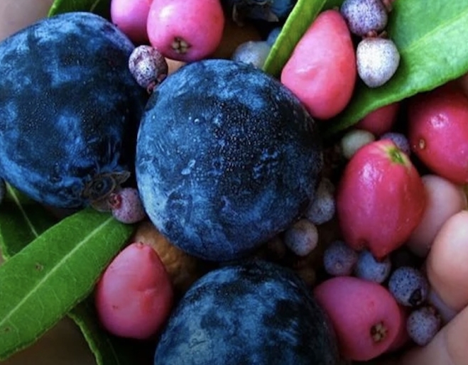 Hands holding purple and red berries NaturallyGC Bushtucker