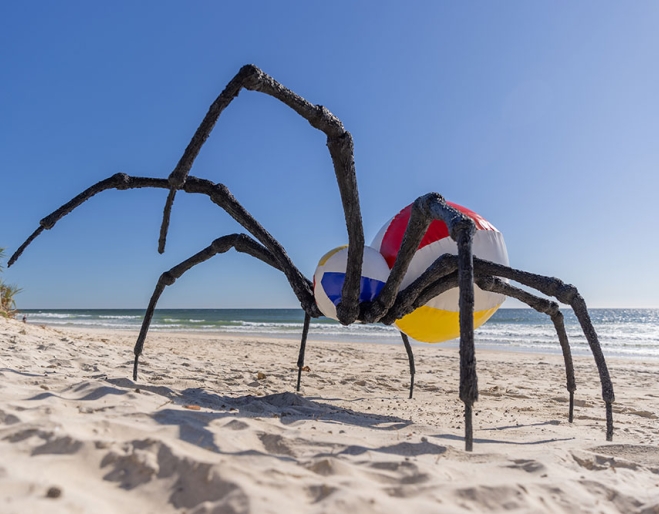 Drew-Mcdonald_beach-ball-spider_Image