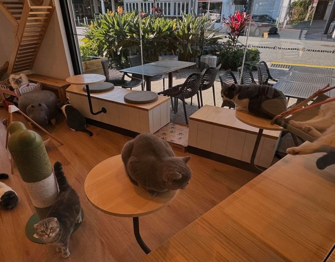 Interior of Supermarcat Cat Cafe