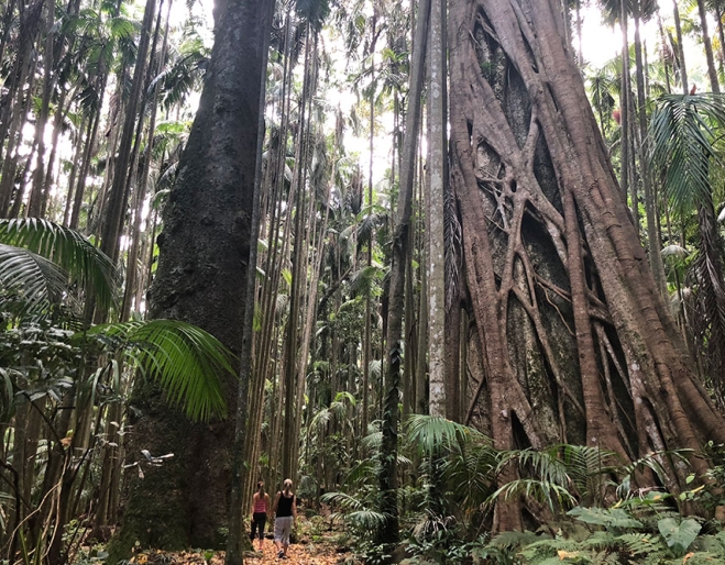 Palm Grove Rainforest Circuit