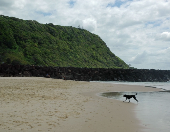 Dog running on beach next to headland on Tallebudgera Dog Beach Palm Beach North