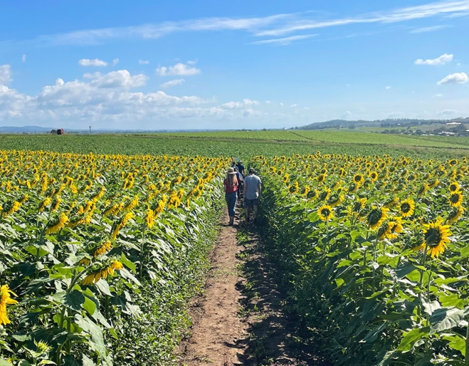 Kalbar Sunflower Farm