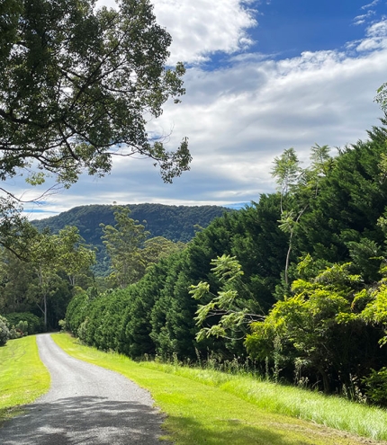 Dirt road surrounded by trees in Currumbin Valley