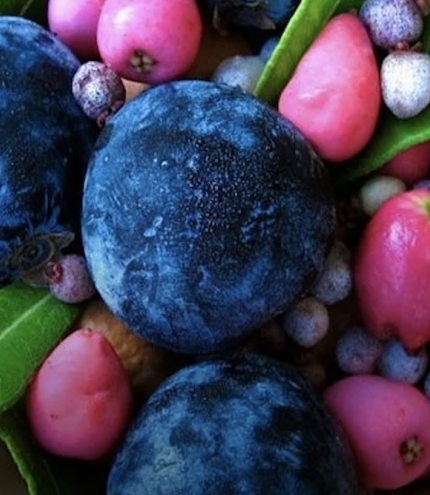 Hands holding purple and red berries NaturallyGC Bushtucker