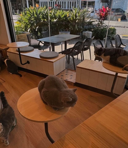 Interior of Supermarcat Cat Cafe
