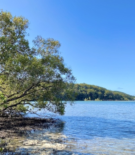 Tallebudgera Creek Mangrove Boardwalk
