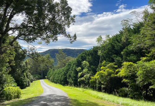Dirt road surrounded by trees in Currumbin Valley