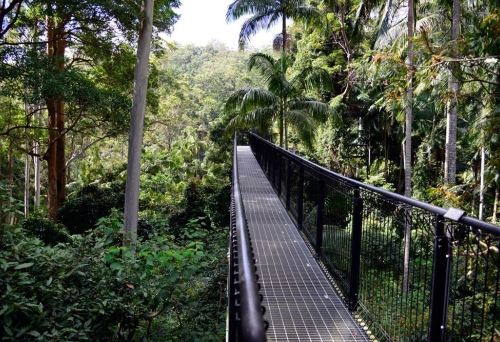 An elevated metal walkway at Tamborine Rainforest Skywalk