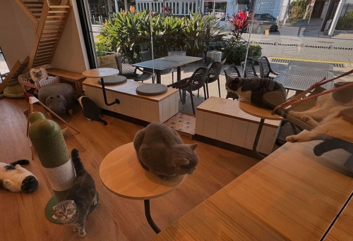 Interior of Supermarcat Cat Cafe