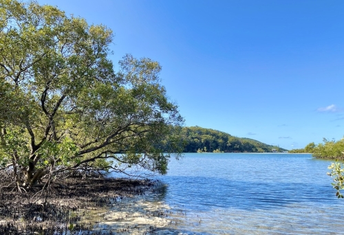Tallebudgera Creek Mangrove Boardwalk