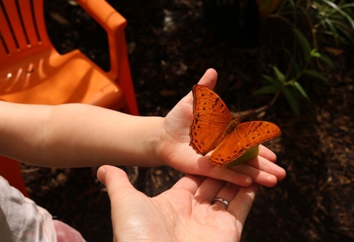 Hands holding an orange butterfly at the Gold Coast Butterflies, Carrara