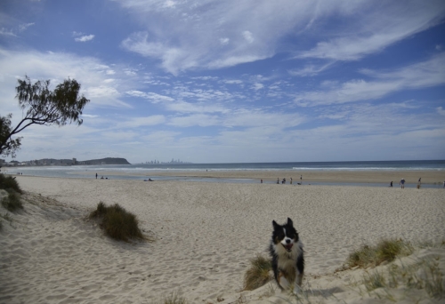 Dog running up dunes on Palm Beach Dog Beach Gold Coast