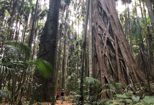 Palm Grove Rainforest Circuit