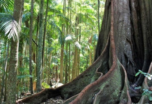 Witches Falls Circuit, Tamborine Mountain
