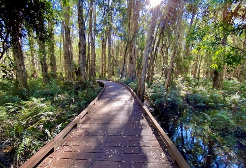 Coombabah Lakelands boardwalk