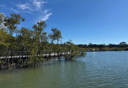 Currumbin Creek boardwalk