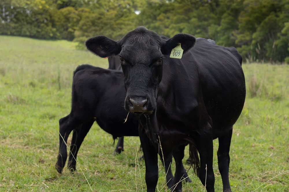 Black Angus cattle