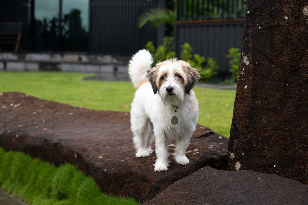 dog on path
