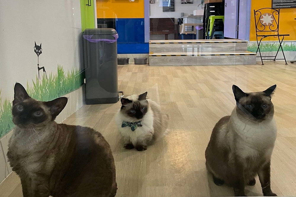 Cats sitting on floor Crazy Cat Cafe