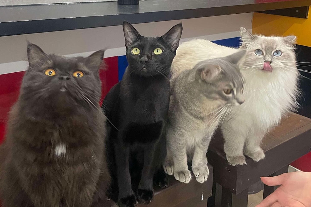 Four cats at Crazy Cat Cafe