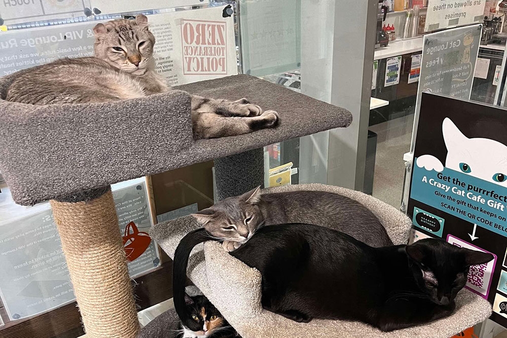 Cat on stand Crazy Cat Cafe