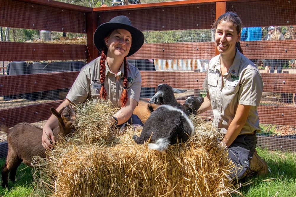 Rangers with animals in pen Currumbin Wildlife Sanctuary
