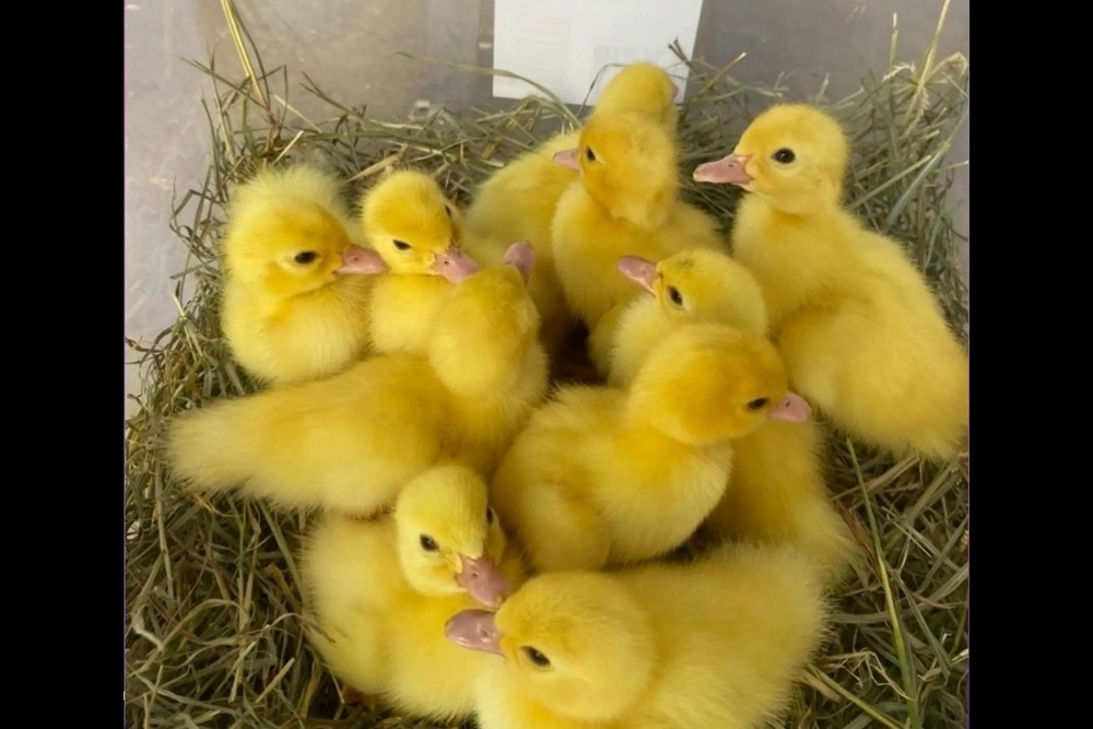 Yellow baby chickens at Harrisvale Sunday Farm Day 