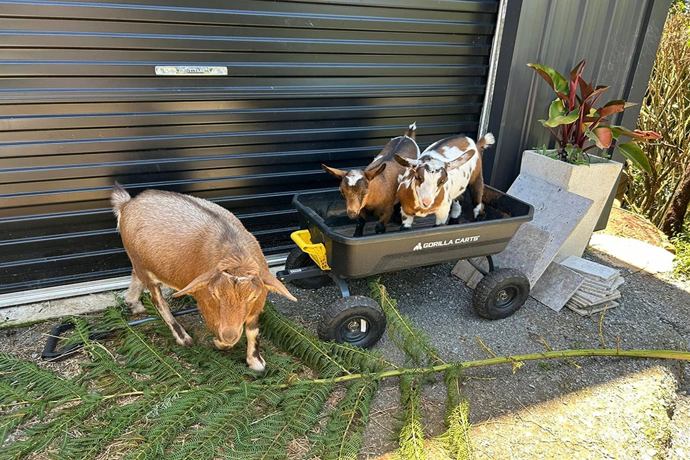 Goats at The Jardin Collective Beechmont