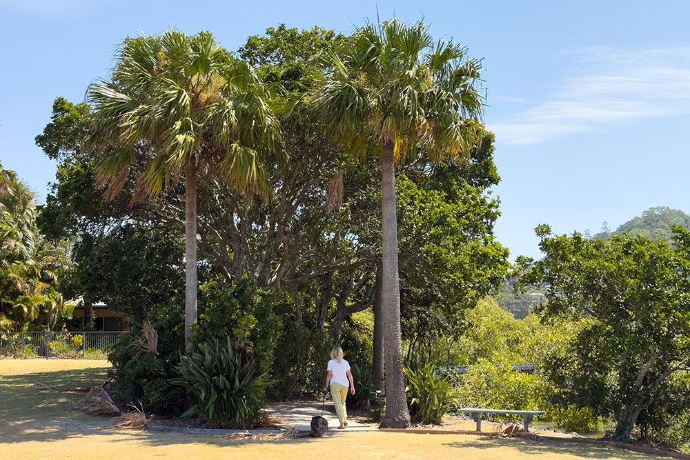 Womn and dog walking under trees 