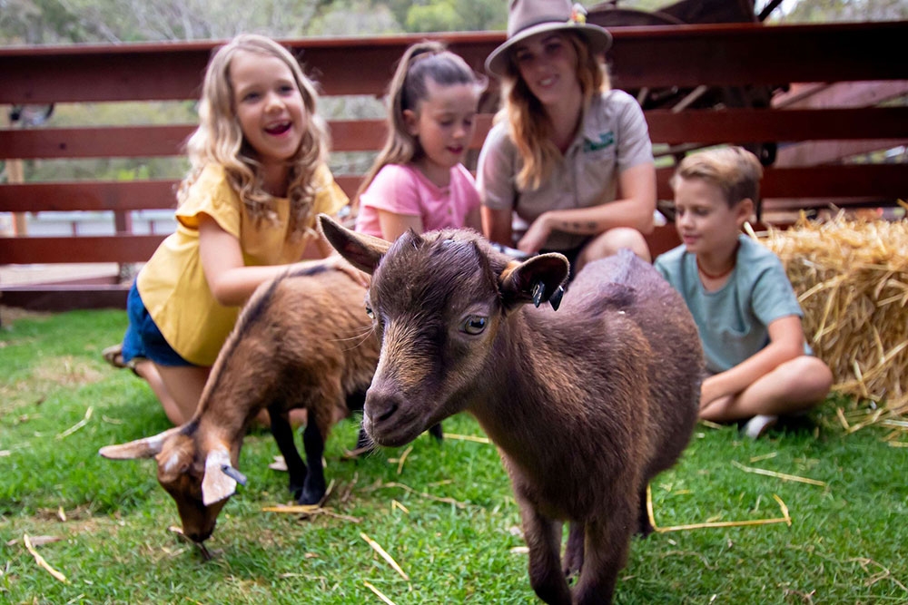 Kids petting goats Currumbin Wildlife Sanctuary