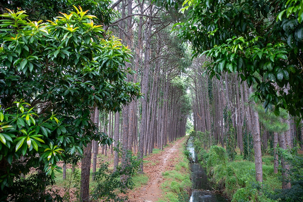 Pine tree forest