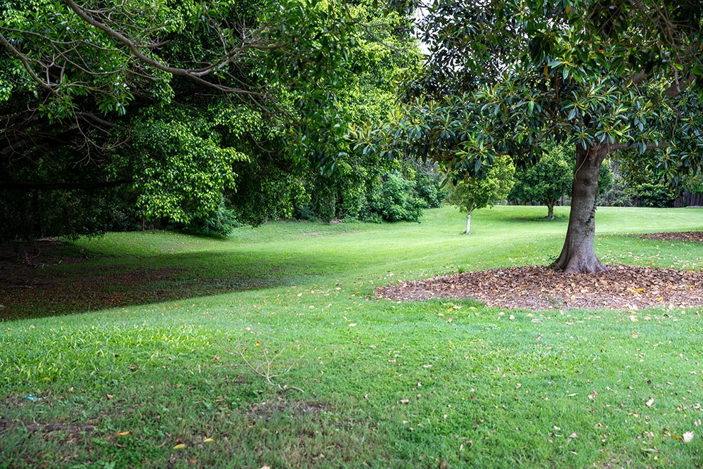 Parkland with grass and trees 