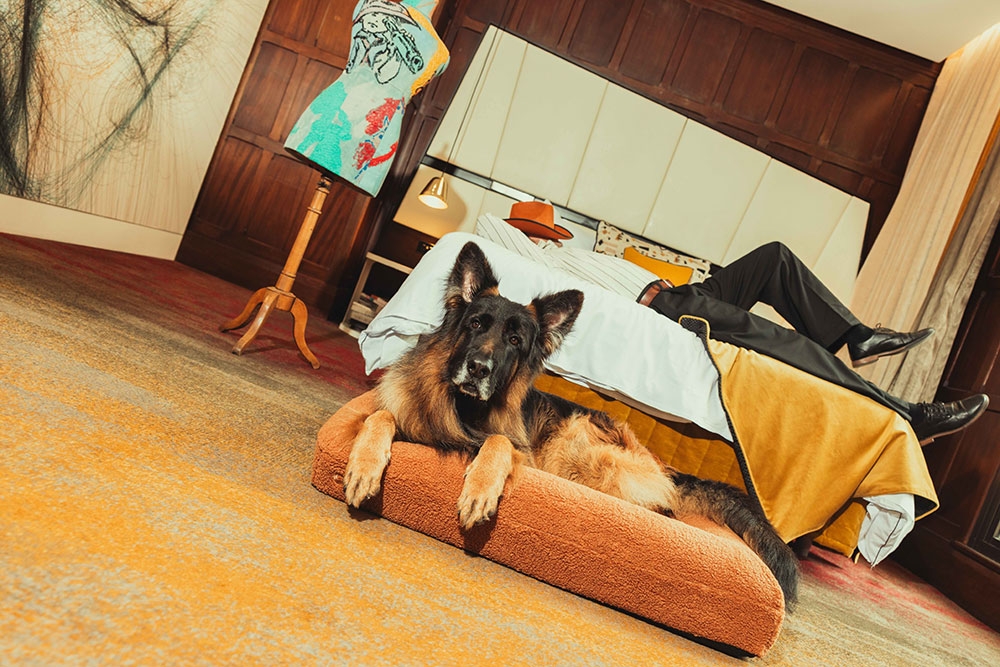 Dog in bed at hotel room QT
