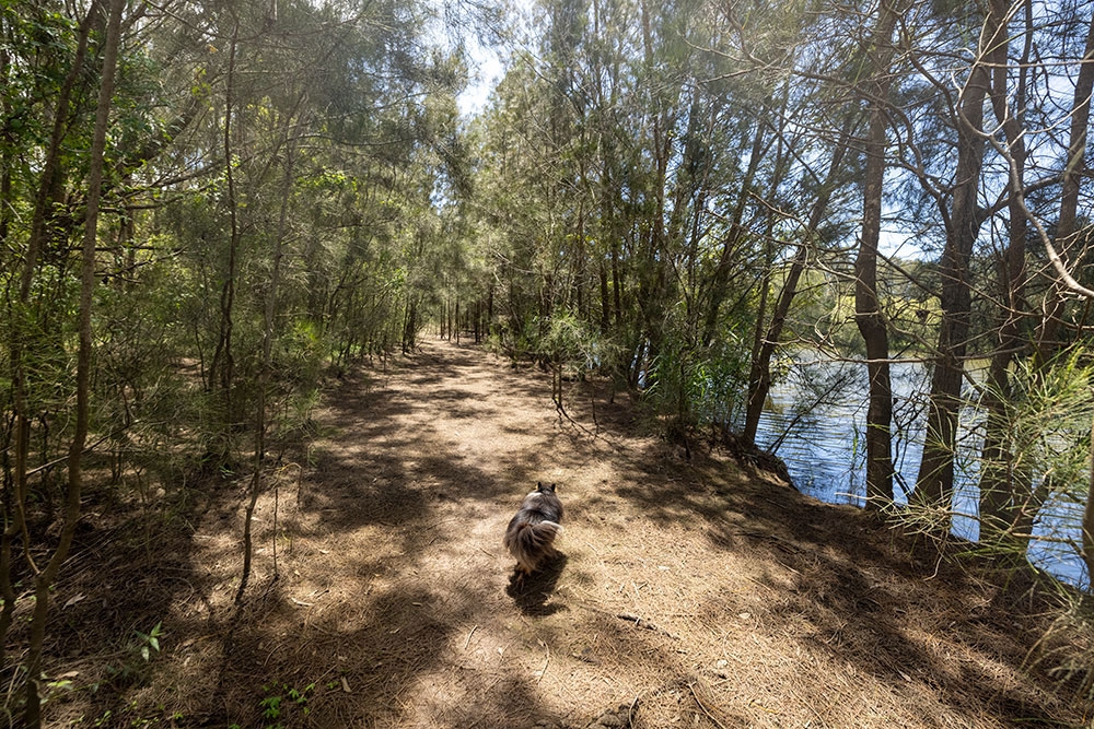 Tallebudgera Off Leash Agility Dog Island