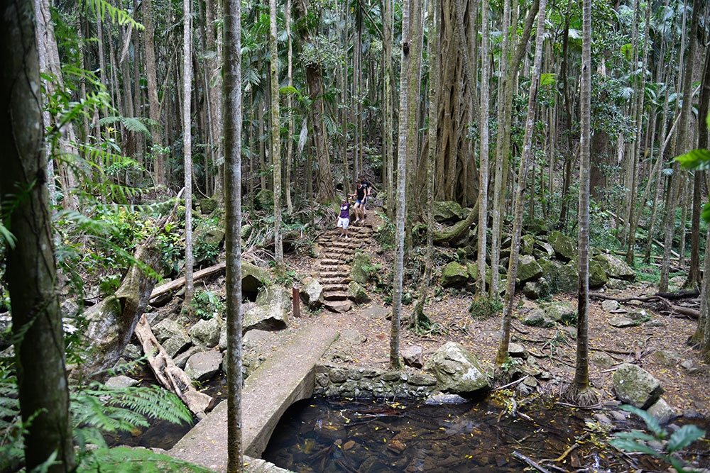 Curtis Falls Tamborine Mountain