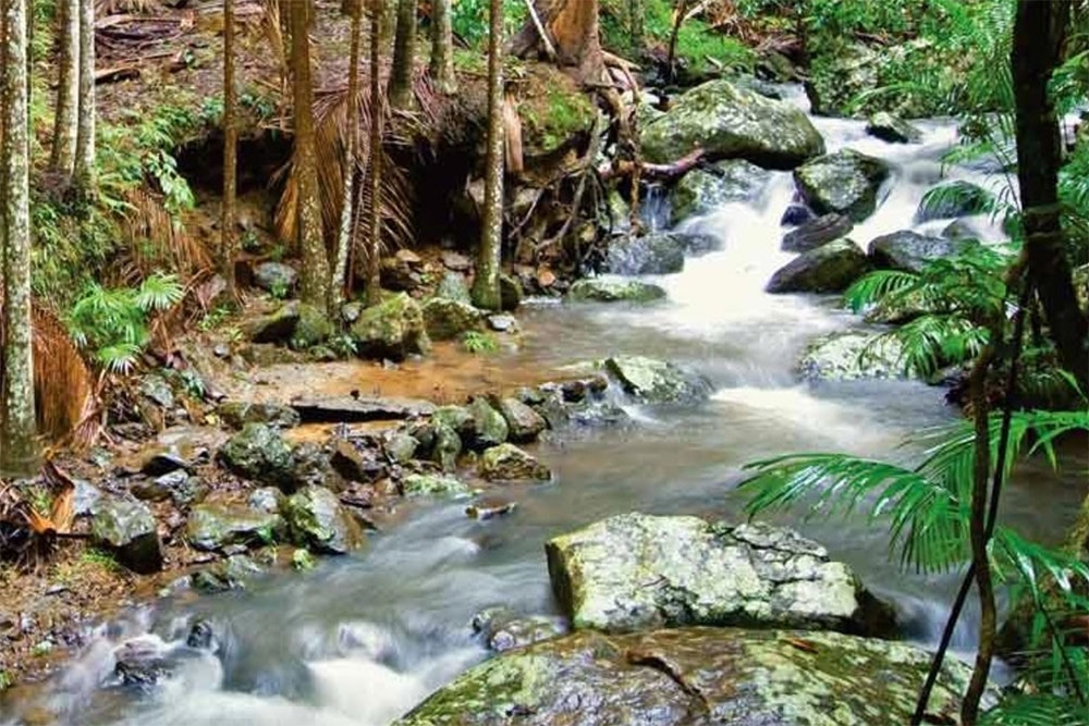 Pethers Rainforest Retreat Tamborine Mountain