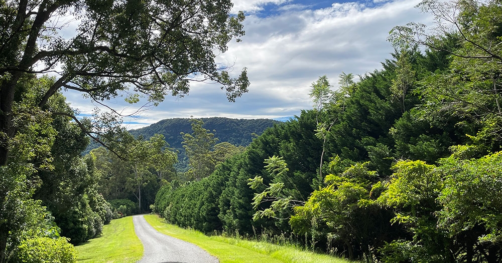 Dirt road surrounded by trees in Currumbin Valley