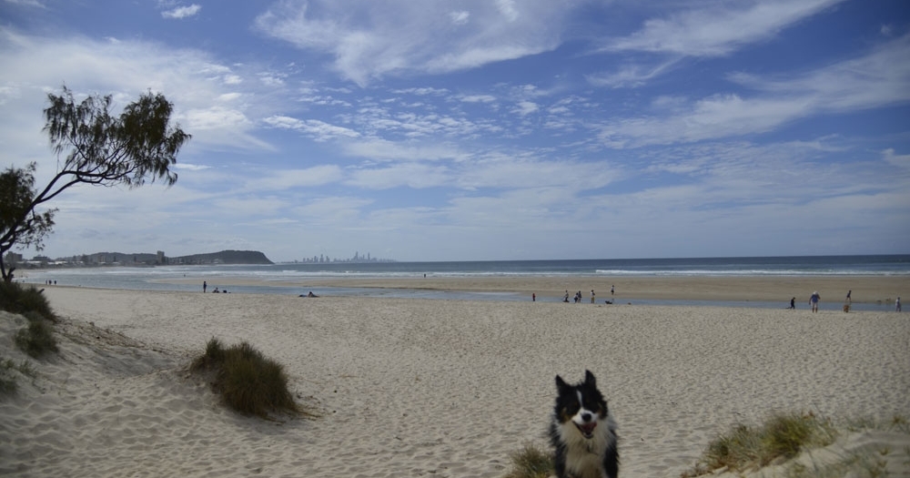 Dog running up dunes on Palm Beach Dog Beach Gold Coast