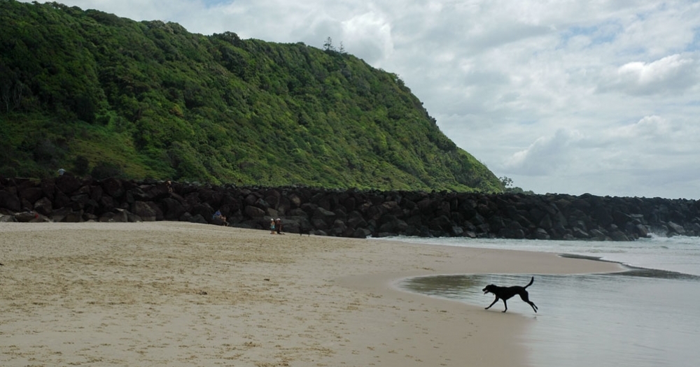 Dog running on beach next to headland on Tallebudgera Dog Beach Palm Beach North