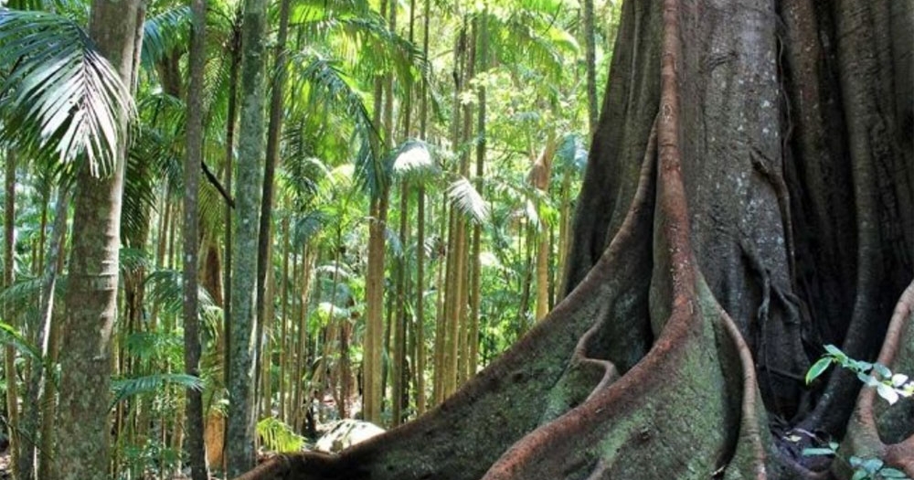 Witches Falls Circuit, Tamborine Mountain